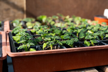 Vegetable plant saplings germinating in a greenhouse. Home grown, self sufficient, organic concept