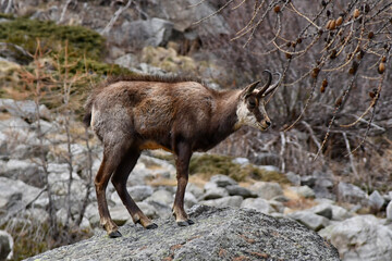 The chamois wanders wearily among the rocks of the mountain