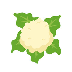 Cauliflower vector. Vegetables for healthy cooking