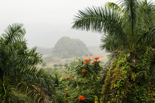 Beautiful Vinales Valley with palm trees and fog. Amazing green landscape of Cuba