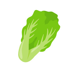Lettuce. Green leafy vegetables for a healthy salad.