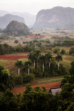 Beautiful Vinales Valley with palm trees and fog. Amazing green landscape of Cuba