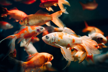 Koi fish in aquarium