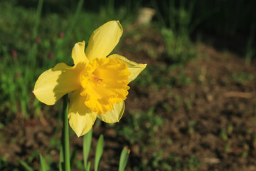 Blooming yellow daffodils flowers in the garden