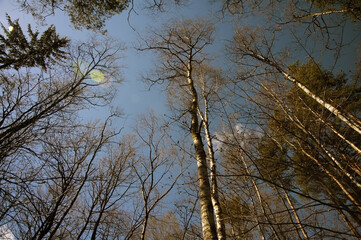 View on tall trees in the forest