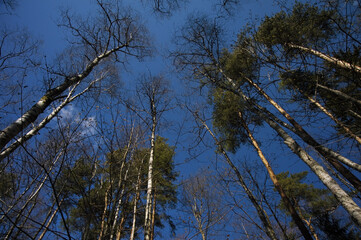 Spring in the forest with birch trees and deep blue sky above