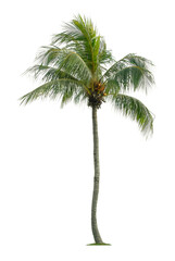 Beautiful coconut palm tree isolated on white background. Suitable for use in architectural design or Decoration work.