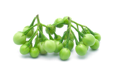 Fresh Turkey berry or Pea eggplant or Solanum torvum isolated on white background.