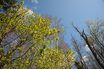 Shiny green tree with new green leaves with blue sky background