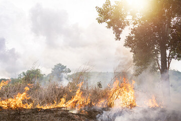 A tree devoured by flames, Climate change. Enviromental.