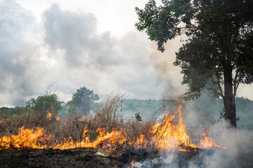 A tree devoured by flames, Climate change. Enviromental.