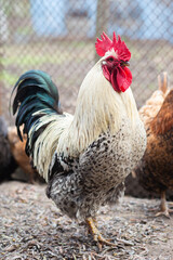 The rooster is domestic. White with a green tail in full growth. Standing in the yard.