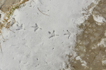 Bird tracks on the snow surface. 