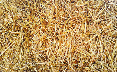 straw, dry straw texture background, vintage style for design.