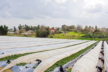 Strawberries grow on the field in rows. Strawberry field on a sunny day. Growing strawberries. High quality photo