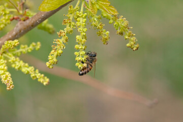 Honey bee collects pollen from a flowering mulberry tree in spring