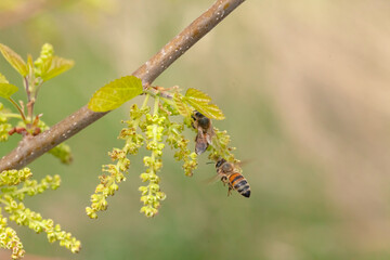 Honey bee collects pollen from a flowering mulberry tree in spring