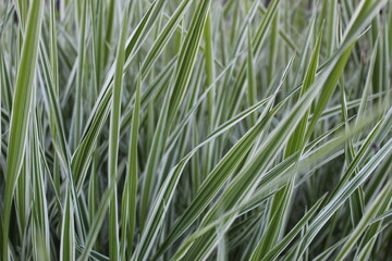variegated grass