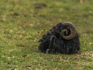 Mouton noir au pré au Plantay, Ain, France