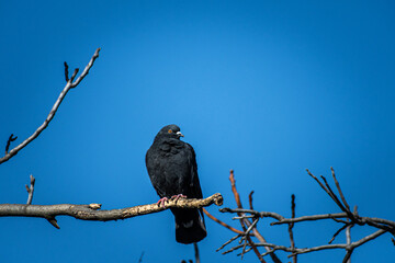 bird on a branch