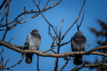 pigeon on a branch