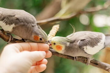 hand feeding a bird