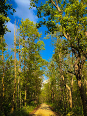 Fototapeta premium trees in the sky