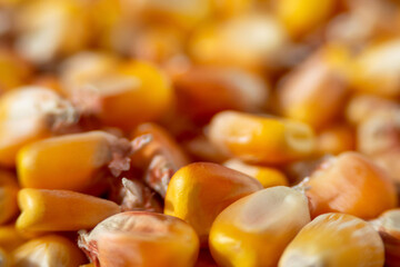 Natural abstract defocused yellow background. Macro photo of golden corn (maize) grains with a low depth of field