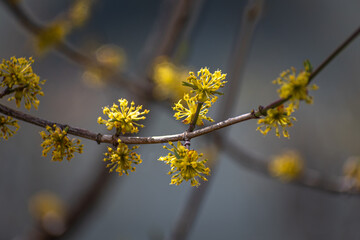 yellow flowers in spring