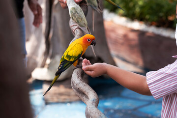 A boy feeding parrots in zoological garden.