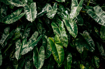 Philodendron plant leaves dark in nature