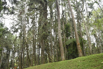 Fototapeta na wymiar Tall Tropical Trees, Philippines