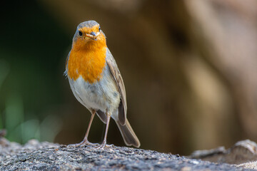 European robin