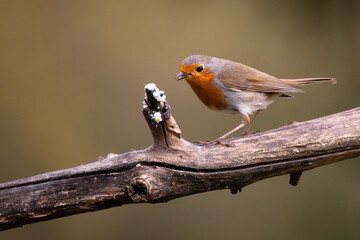 European robin