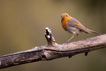 European robin