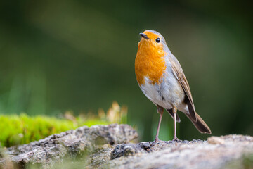 European robin