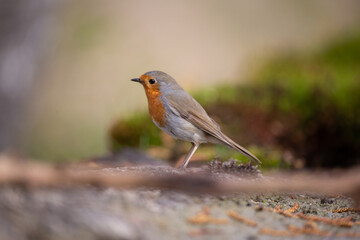 European robin