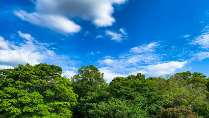 Fototapeta na wymiar さわやかな青空と雲と樹木の写真素材　背景