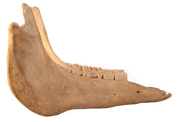 Mandible of domestic horse (Equus caballus) on a white background. Natures and biology of domestic animals.