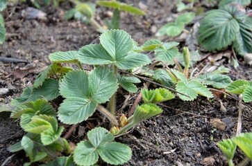 strawberries are planted in the spring in the bed. Strawberry leaves without berries