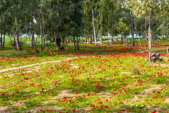 View of Eucalyptus trees and fields of red anemone flowers, Northern Negev Desert, Southern Israel, Darom Adom Festival. High quality photo