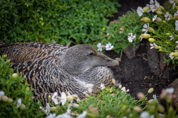 Nesting Eider Duck on the Isle of May Scotland