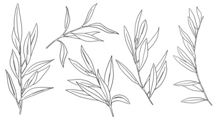Black outline mediterranean olive branches and leaves, wedding invitation element illustration