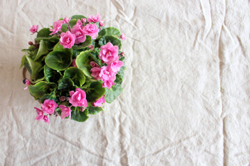 Saintpaulia blooms with pink flowers on gray background. Close-up. Macro. Top view. Flowers photo concept.Empty space for your text.