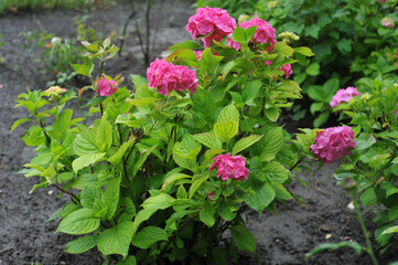 Fototapeta na wymiar Raspberry hydrangea flowering bushes with green leaves in the garden after the rain. Growing plants and flowers or landscaping concept. 