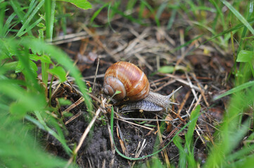   Land snail  slowly crawling in the grass after the rain. Outdoors close up photo 