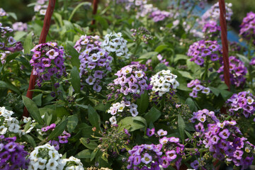 Purple flowers of Alyssum (plant in the family Brassicaceae) in garden. Blossoming of Alyssum....