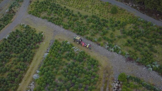 Aerial drone over Christmas tree plantation. Packing trees on tractor.