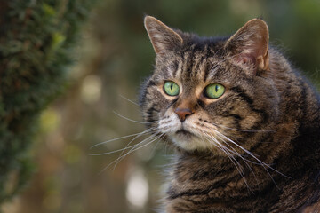 Portrait of a beautiful tabby cat with big green eyes in a dreamy garden scenery