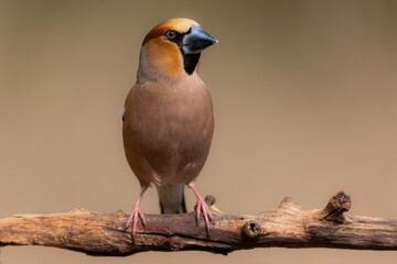 Hawfinch closeup